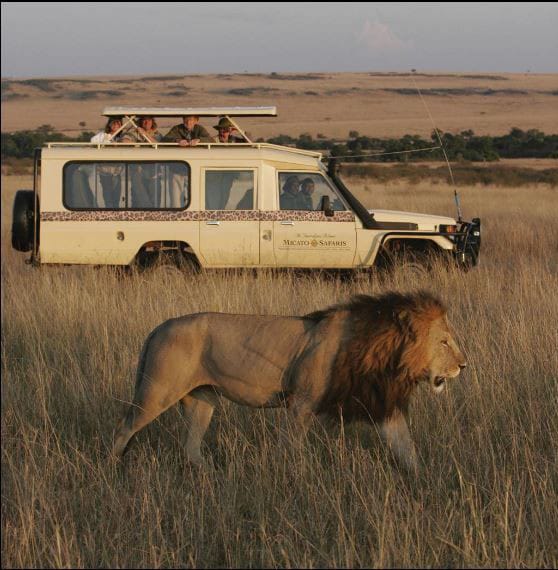 15 African Safari Mistakes to Avoid Ultimate Guide For Enjoyable And Safe Tour